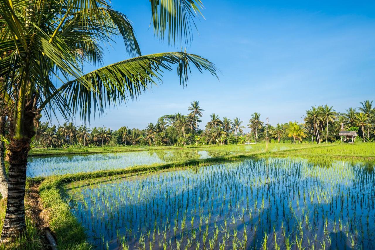 Buddha Homestay Ubud Eksteriør bilde